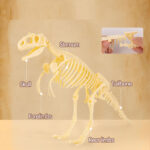 SET CREATIV FOSSILE DETECTIVE TYRANNOSAURUS DELI – poza 4