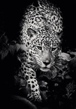 CALENDAR PERETE ANIMALE 13 FILE EGO – poza 1