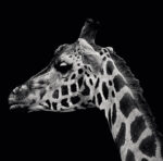 CALENDAR PERETE ANIMALE 13 FILE EGO – poza 2