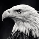 CALENDAR PERETE ANIMALE 13 FILE EGO – poza 3