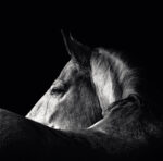 CALENDAR PERETE ANIMALE 13 FILE EGO – poza 4