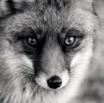 CALENDAR PERETE ANIMALE 13 FILE EGO – poza 5